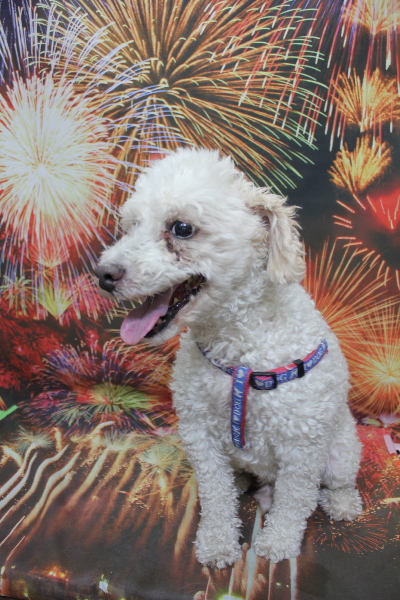 千葉県市川市のトイプードルのトリミング前画像