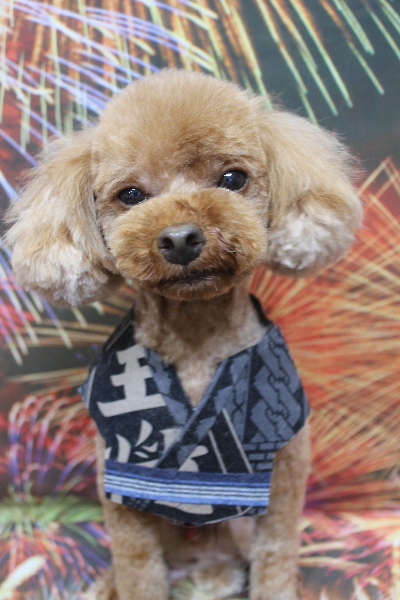 千葉県鎌ケ谷市のトイプードルのトリミング画像