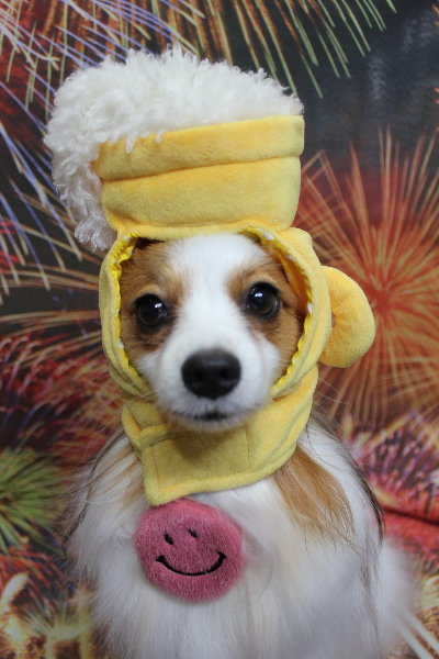 千葉県鎌ヶ谷市のパピヨンのトリミング画像