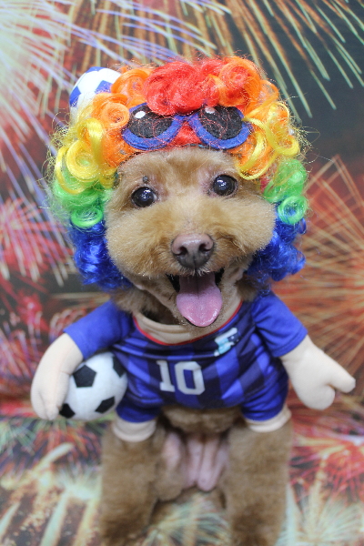 千葉県船橋市のトイプードルのトリミング画像