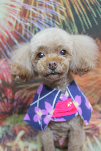 千葉県船橋市のトイプードルのトリミング画像