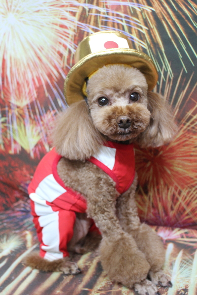 千葉県鎌ヶ谷市のトイプードルのトリミング画像