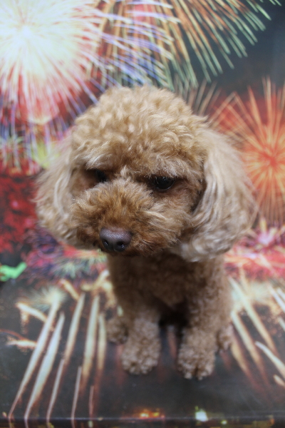 神奈川県横浜市のトイプードルのトリミング前画像