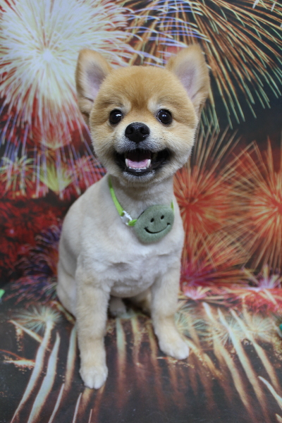 千葉県船橋市ポメラニアンのトリミング画像