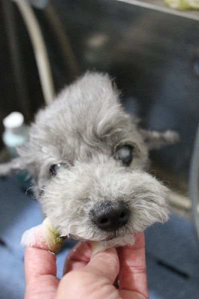 千葉県船橋市のトイプードルの歯磨き画像