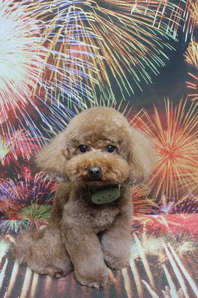 千葉県市川市のトイプードルのトリミング画像