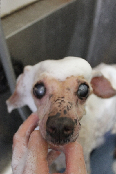 千葉県船橋市のトイプードルのシャンプー画像