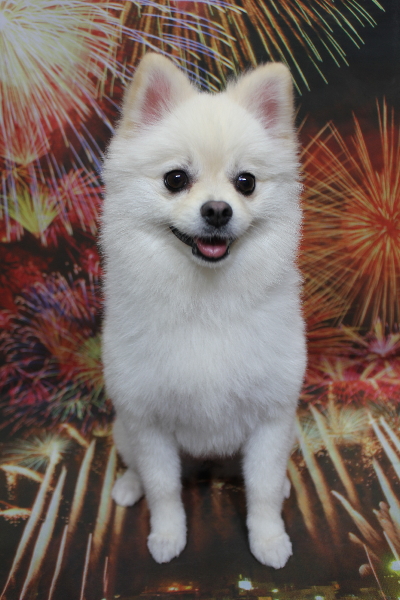 東京都港区のポメラニアンのトリミング画像