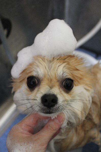 千葉県船橋市のミックス犬のシャンプー画像