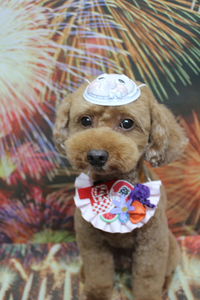 千葉県船橋市のトイプードルのトリミング画像