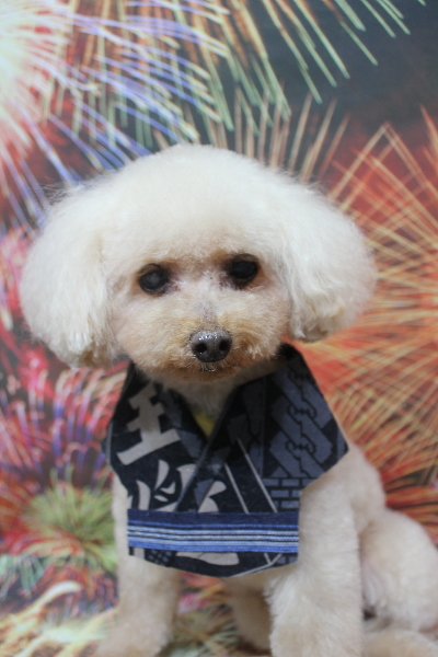 千葉県船橋市のトイプードルのトリミング画像