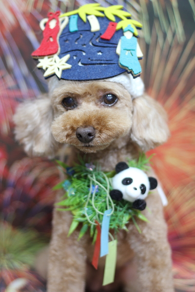 東京都三鷹市のトイプードルのトリミング画像