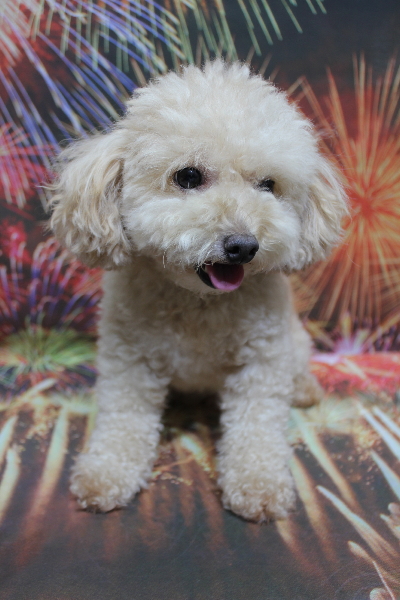 千葉県鎌ケ谷市のトイプードルのトリミング前画像