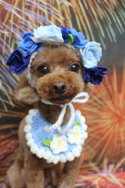 千葉県鎌ケ谷市のトイプードルのトリミング画像