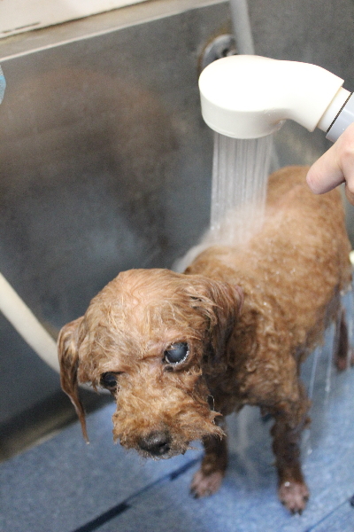 千葉県船橋市のトイプードルのオゾンシャワー画像