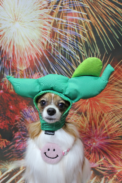 千葉県鎌ヶ谷市のパピヨンのトリミング画像