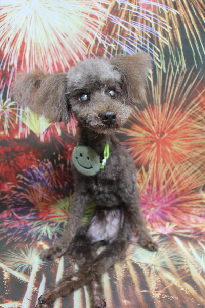 千葉県船橋市のトイプードルのトリミング画像