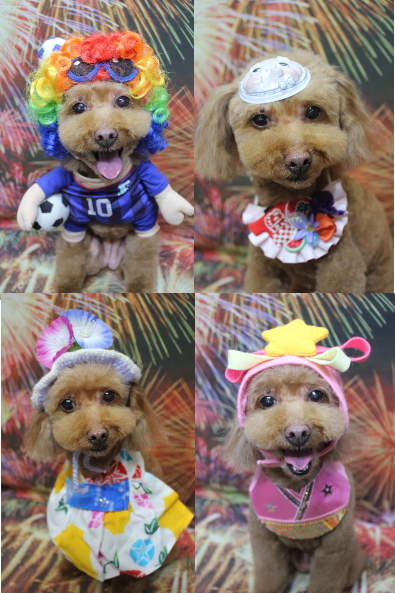 千葉県船橋市のトイプードルのトリミング画像