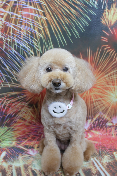 千葉県松戸市のトイプードルのトリミング画像