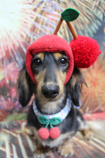 千葉県船橋市のミニチュアダックスのトリミング画像