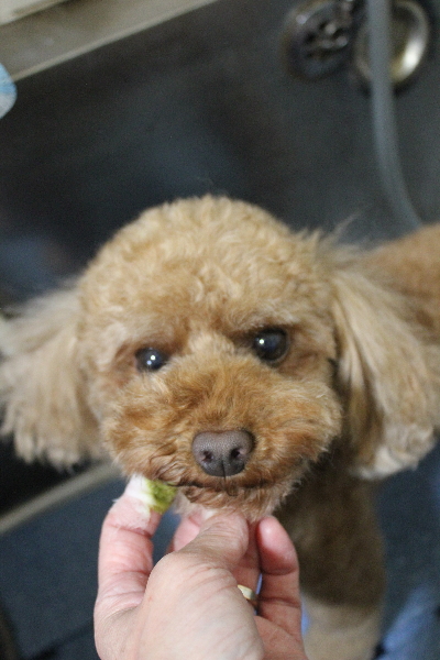 神奈川県横浜市のトイプードルの歯磨き画像