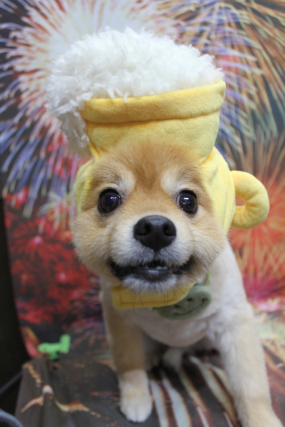 千葉県船橋市ポメラニアンのトリミング画像