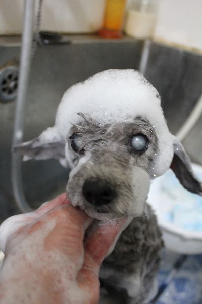 千葉県船橋市のトイプードルのシャンプー画像