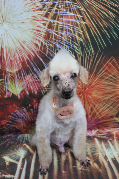 千葉県船橋市のトイプードルのトリミング画像