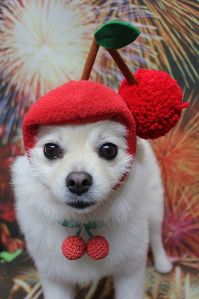 東京都港区のポメラニアンのトリミング画像