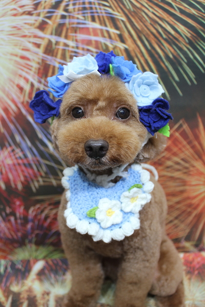 千葉県船橋市のトイプードルのトリミング画像