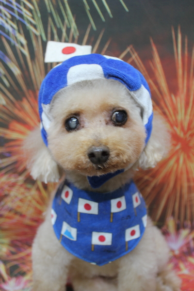 千葉県船橋市のトイプードルのトリミング画像