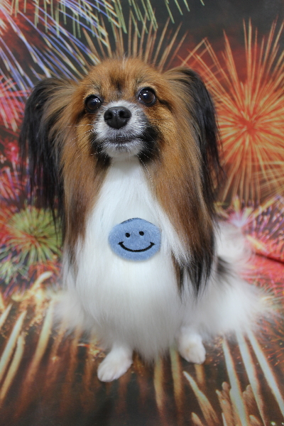 千葉県鎌ヶ谷市のパピヨンのトリミング画像