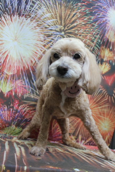 千葉県船橋市のミックス犬のトリミング画像