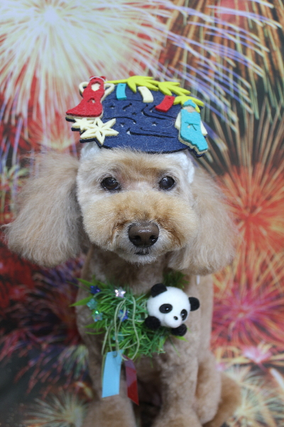 千葉県松戸市のトイプードルのトリミング画像