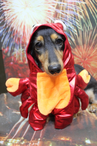 千葉県船橋市のミニチュアダックスのトリミング画像