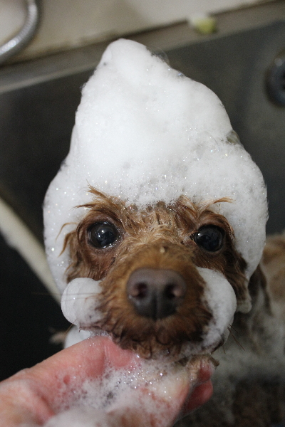 神奈川県横浜市のトイプードルのシャンプー画像