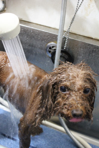 千葉県市川市のトイプードルのオゾンシャワー画像