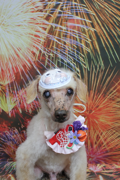 千葉県船橋市のトイプードルのトリミング画像