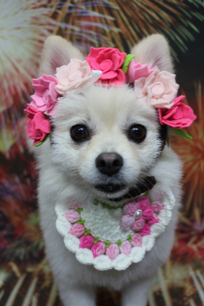 東京都港区のポメラニアンのトリミング画像