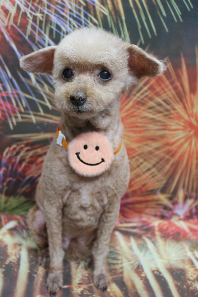 千葉県船橋市のトイプードルのトリミング画像