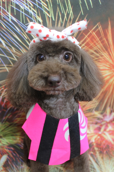 千葉県千葉市のトイプードルのトリミング画像