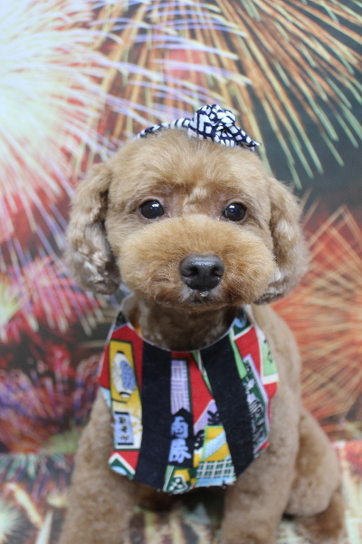 千葉県船橋市のトイプードルのトリミング画像