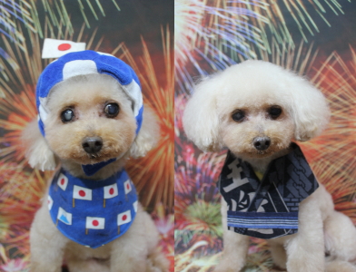 千葉県船橋市のトイプードルのトリミング画像