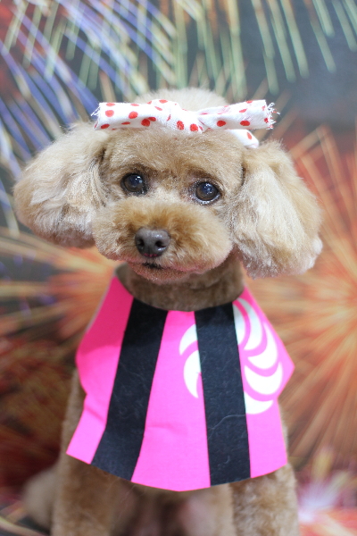 東京都三鷹市のトイプードルのトリミング画像