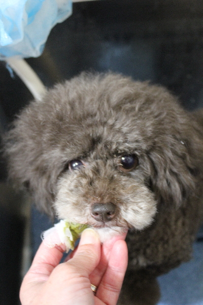 千葉県柏市のトイプードルの歯磨き画像