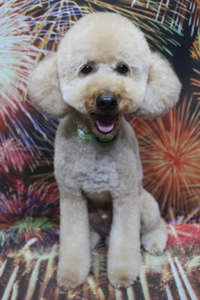 千葉県船橋市のトイプードルのトリミング画像