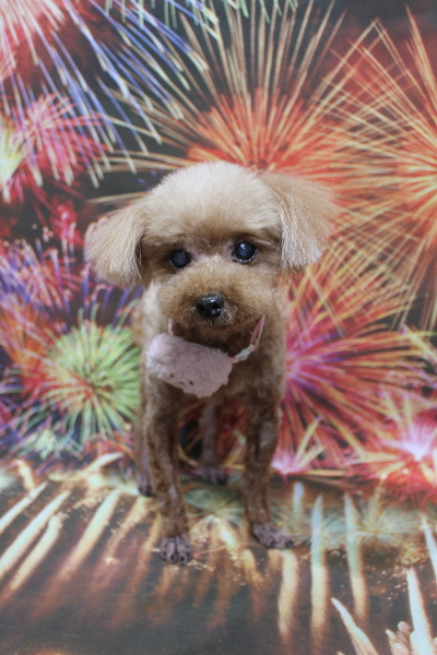 千葉県船橋市のトイプードルのトリミング画像