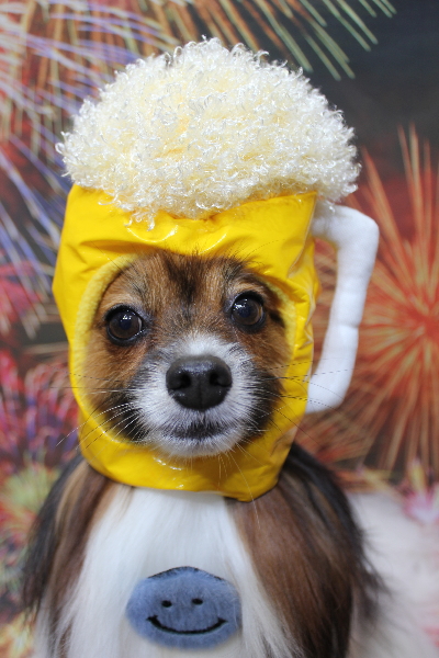 千葉県鎌ヶ谷市のパピヨンのトリミング画像