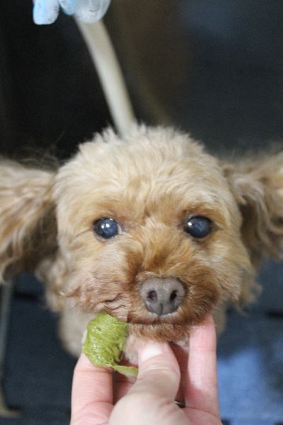 神奈川県横浜市のトイプードルの歯磨き画像