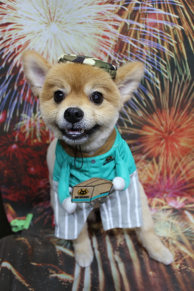 千葉県船橋市ポメラニアンのトリミング画像